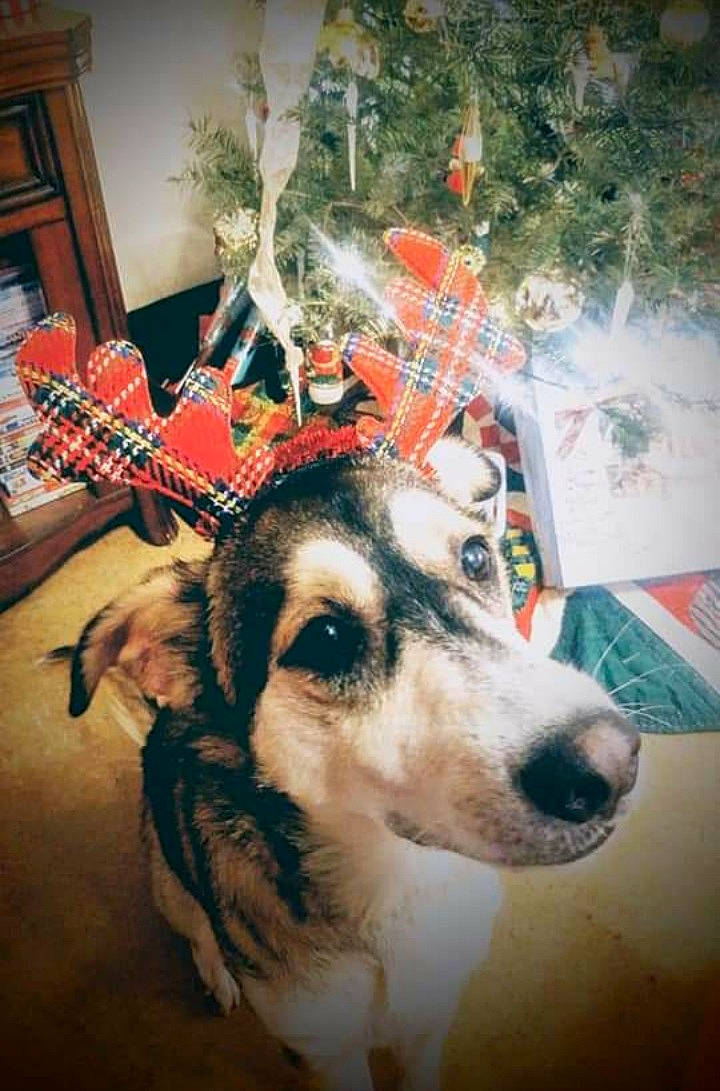 Doc joined the competition — help win amazing prizes! alaskan_malamute, canidae, carnivore, dog, dog_breed, siberian_husky