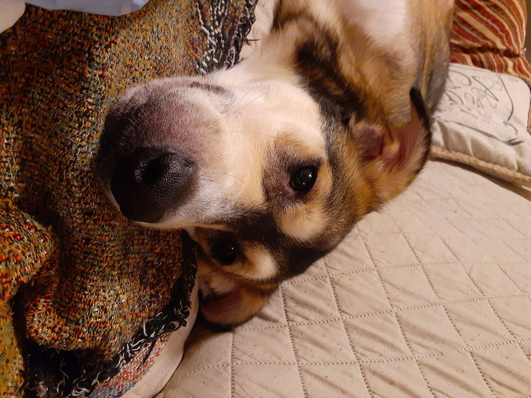 Doc joined the competition — help win amazing prizes! canidae, carnivore, companion_dog, dog, dog_breed, eye, fawn, mammal, nap, nose, paw, puppy, puppy_love, snout, whiskers