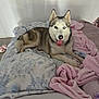 animal, bed, blanket, collection, cozy, dog, ears, figurines, floor, fur, heterochromia, home, indoor, pet, pink_blanket, relaxed, shelf, siberian_husky, tongue_out, toy