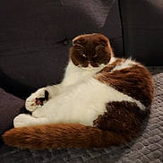 Tic-Tac a rejoint le concours — aidez-le/la à gagner de superbes lots ! cat, fluffy, chubby, brown_and_white, folded_ears, resting, couch, indoor, pet, feline, relaxed, cozy, fur, animal, domestic, cute, home, sofa, paw, whiskers
