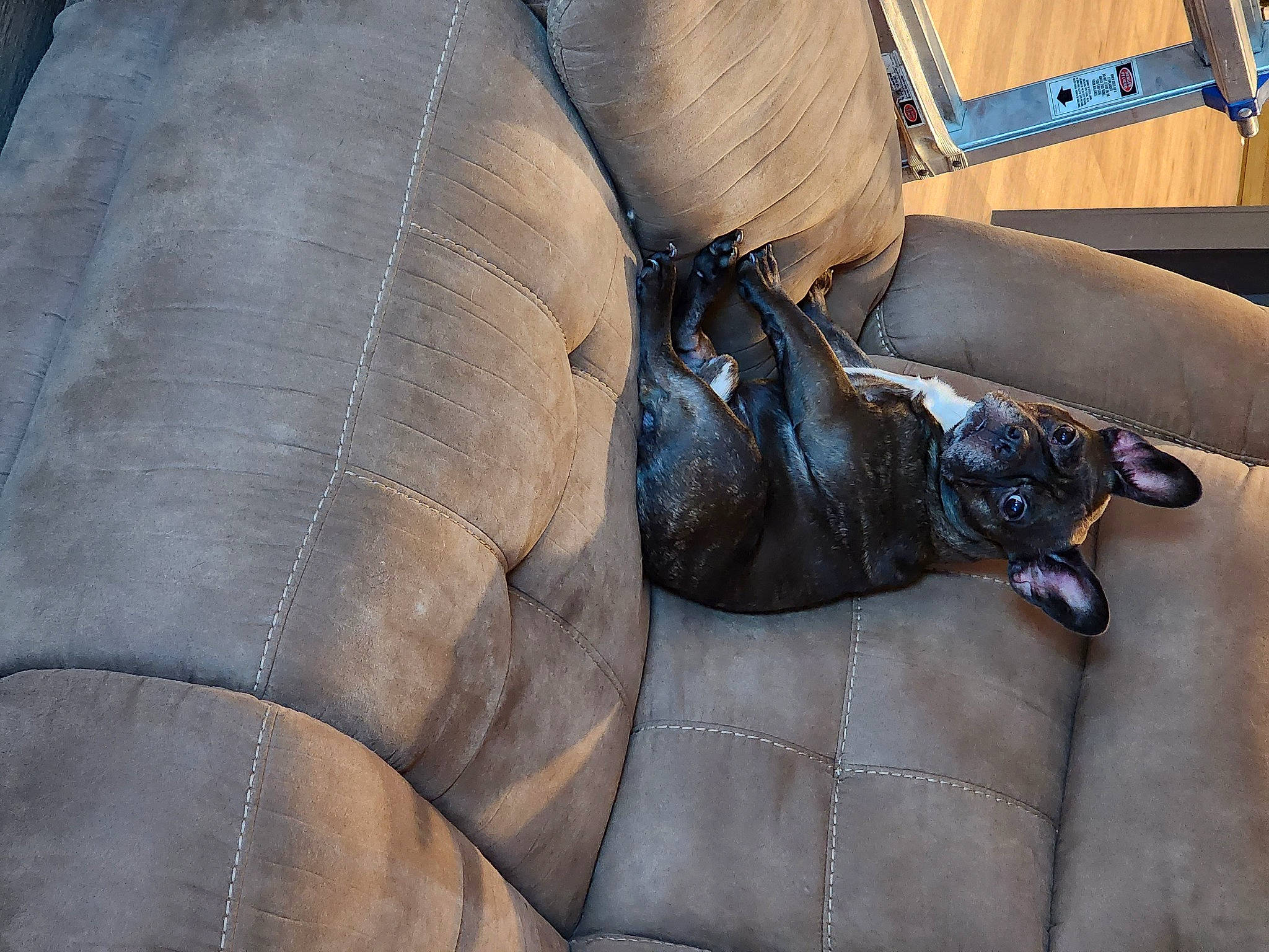 Dude The Man joined the competition — help win amazing prizes! auto_part, automotive_tire, automotive_wheel_system, bag, chelonoidis, comfort, fender, grass, grey, leather, metal, motor_vehicle, reptile, snout, terrestrial_animal, wood, working_animal