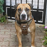 Kinay a rejoint le concours — aidez-le/la à gagner de superbes lots ! alert, animal, brown, canine, collar, dog, fence, gate, greenery, harness, leash, nature, outdoor, pavement, pet, plant, portrait, standing, street, white