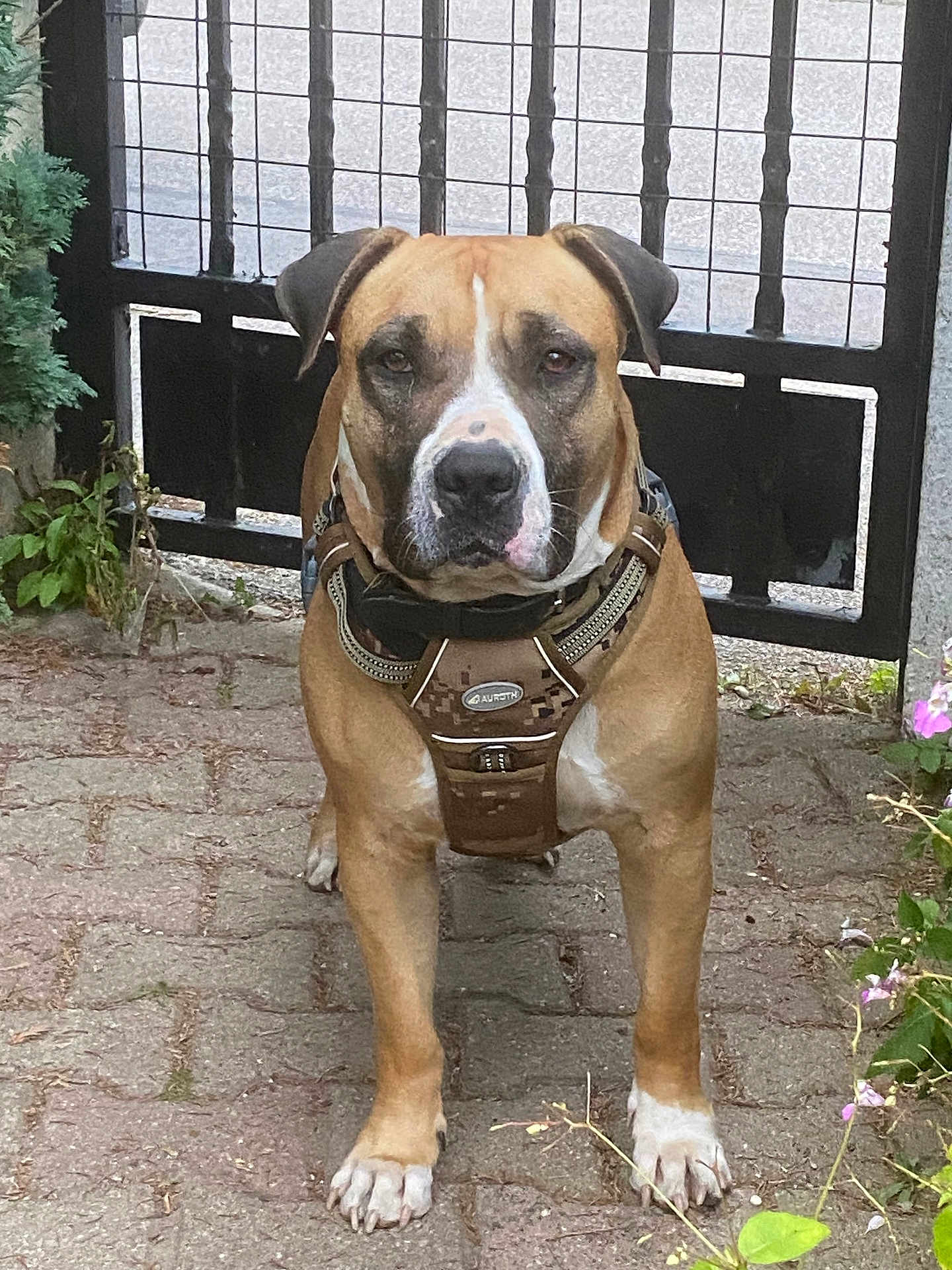 Kinay a rejoint le concours — aidez-le/la à gagner de superbes lots ! alert, animal, brown, canine, collar, dog, fence, gate, greenery, harness, leash, nature, outdoor, pavement, pet, plant, portrait, standing, street, white