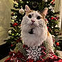 Twix joined the competition — help win amazing prizes! cat, christmas_tree, ornaments, holiday_decor, snowflake, red_berries, candy_cane, baubles, fluffy_cat, white_cat, orange_cat, festive, lights, decorations, indoor, holiday, pets, closeup, cute, seasonal