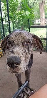 Emerald is registered to the contest to win money with this photo: canidae, carnivore, catahoula_bulldog, cimarron_uruguayo, dog, dog_breed, dogo_sardesco, fawn, great_dane, greyhound, guard_dog, louisiana_catahoula_leopard_dog, mammal, mountain_cur, non_sporting_group, plott_hound, sporting_group, treeing_tennessee_brindle, vertebrate, working_dog
