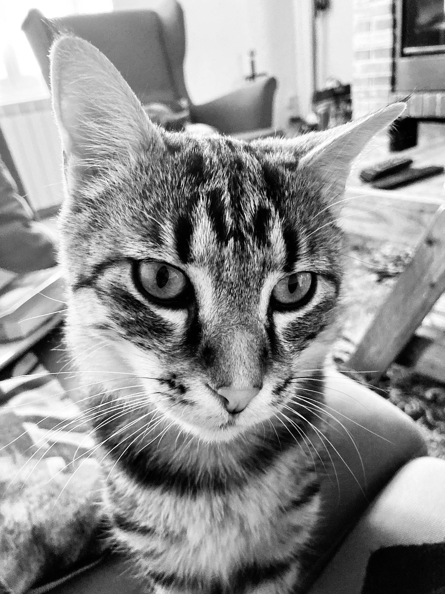 Sardine a rejoint le concours — aidez-le/la à gagner de superbes lots ! black, black_and_white, carnivore, cat, domestic_short_haired_cat, eye, felidae, fur, head, monochrome, monochrome_photography, sitting, small_to_medium_sized_cats, snout, style, terrestrial_animal, tree, whiskers, wildlife, window