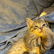 Smoky joined the competition — help win amazing prizes! animal, blanket, cat, cozy, cute, domestic, feline, fluffy, fur, indoor, kitten, paw, pet, relaxed, resting, sleepy, small, soft, texture, young