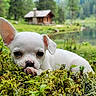 Baxter participe au concours pour gagner de l'argent avec cette photo : animal, cabin, cute, dog, forest, grass, greenery, lake, landscape, moss, nature, outdoor, peaceful, pet, puppy, scenic, small_dog, white_dog, wildlife, young_dog