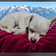 Baxter participe au concours pour gagner de l'argent avec cette photo : blurred_background, cushion, cute, dog, ears, fur, landscape, mountains, nature, nose, outdoor, peaceful, puppy, red, relaxation, resting, scenic, sleeping, small_dog, white