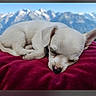 blurred_background, cushion, cute, dog, ears, fur, landscape, mountains, nature, nose, outdoor, peaceful, puppy, red, relaxation, resting, scenic, sleeping, small_dog, white