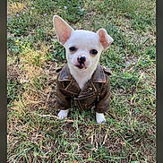 Baxter participe au concours pour gagner de l'argent avec cette photo : puppy, dog, leather_jacket, grass, outdoor, cute, small_dog, animal, pet, young_dog, canine, nature, portrait, brown_jacket, white_puppy, ears, eyes, snout, standing, adorable