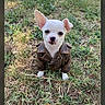 puppy, dog, leather_jacket, grass, outdoor, cute, small_dog, animal, pet, young_dog, canine, nature, portrait, brown_jacket, white_puppy, ears, eyes, snout, standing, adorable