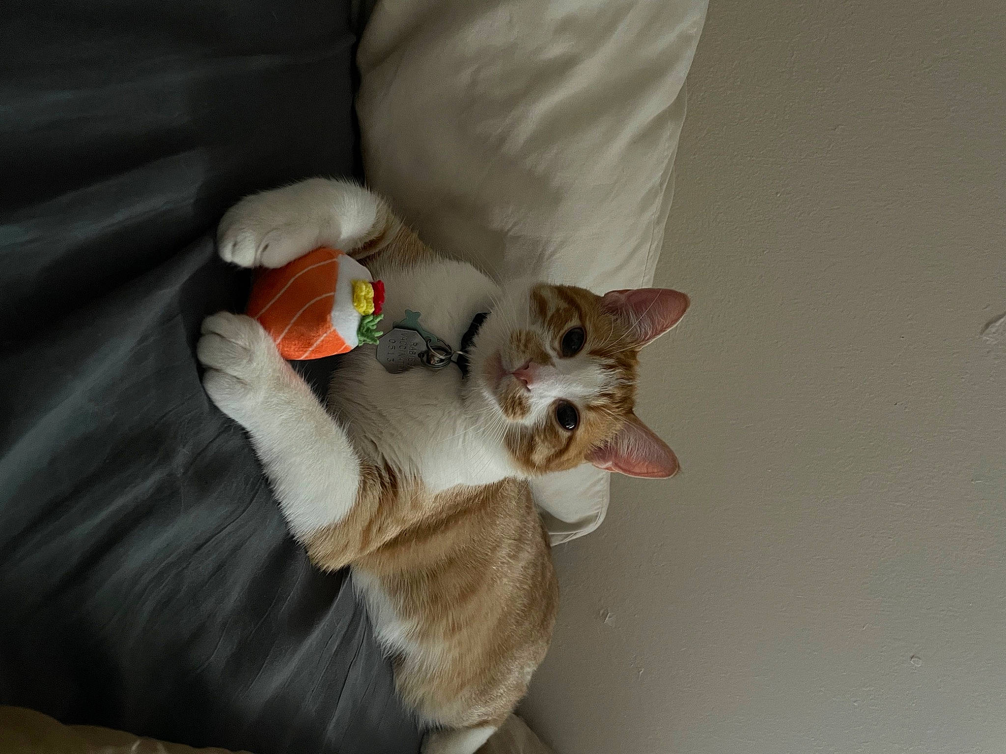 Bub is registered to the contest to win money with this photo: carnivore, cat, claw, comfort, companion_dog, domestic_short_haired_cat, ear, fawn, felidae, fur, gesture, nail, paw, small_to_medium_sized_cats, tail, whiskers, wood