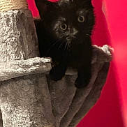 Oogie Boogie is registered to the contest to win money with this photo: black_cat, kitten, cat, pet, animal, feline, portrait, wide_eyes, whiskers, pointed_ears, sitting, climbing, cat_tree, scratching_post, fuzzy, indoors, pink_background, closeup, curious, adorable