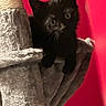 black_cat, kitten, cat, pet, animal, feline, portrait, wide_eyes, whiskers, pointed_ears, sitting, climbing, cat_tree, scratching_post, fuzzy, indoors, pink_background, closeup, curious, adorable