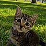 kitten, cat, grass, park, outdoor, tree, nature, sunlight, animal, pet, young, cute, curious, feline, greenery, daylight, whiskers, mammal, small, adorable
