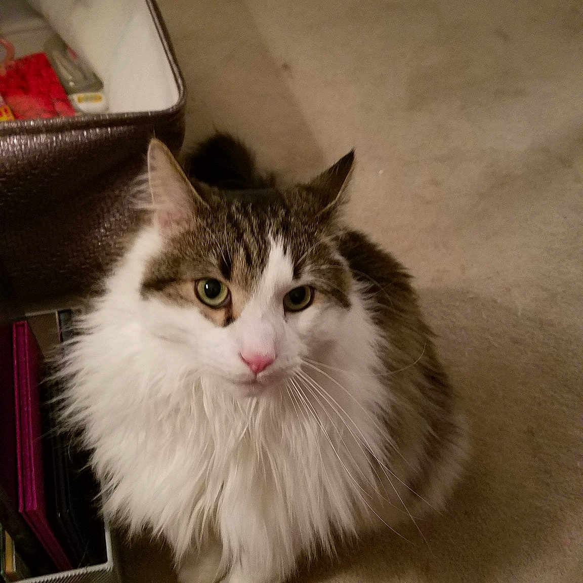 Spike joined the competition — help win amazing prizes! aegean_cat, asian_semi_longhair, british_semi_longhair, carnivore, cat, cymric, domestic_long_haired_cat, domestic_short_haired_cat, fawn, felidae, kitten, mammal, napoleon_cat, norwegian_forest_cat, persian, ragamuffin, small_to_medium_sized_cats, vertebrate, whiskers