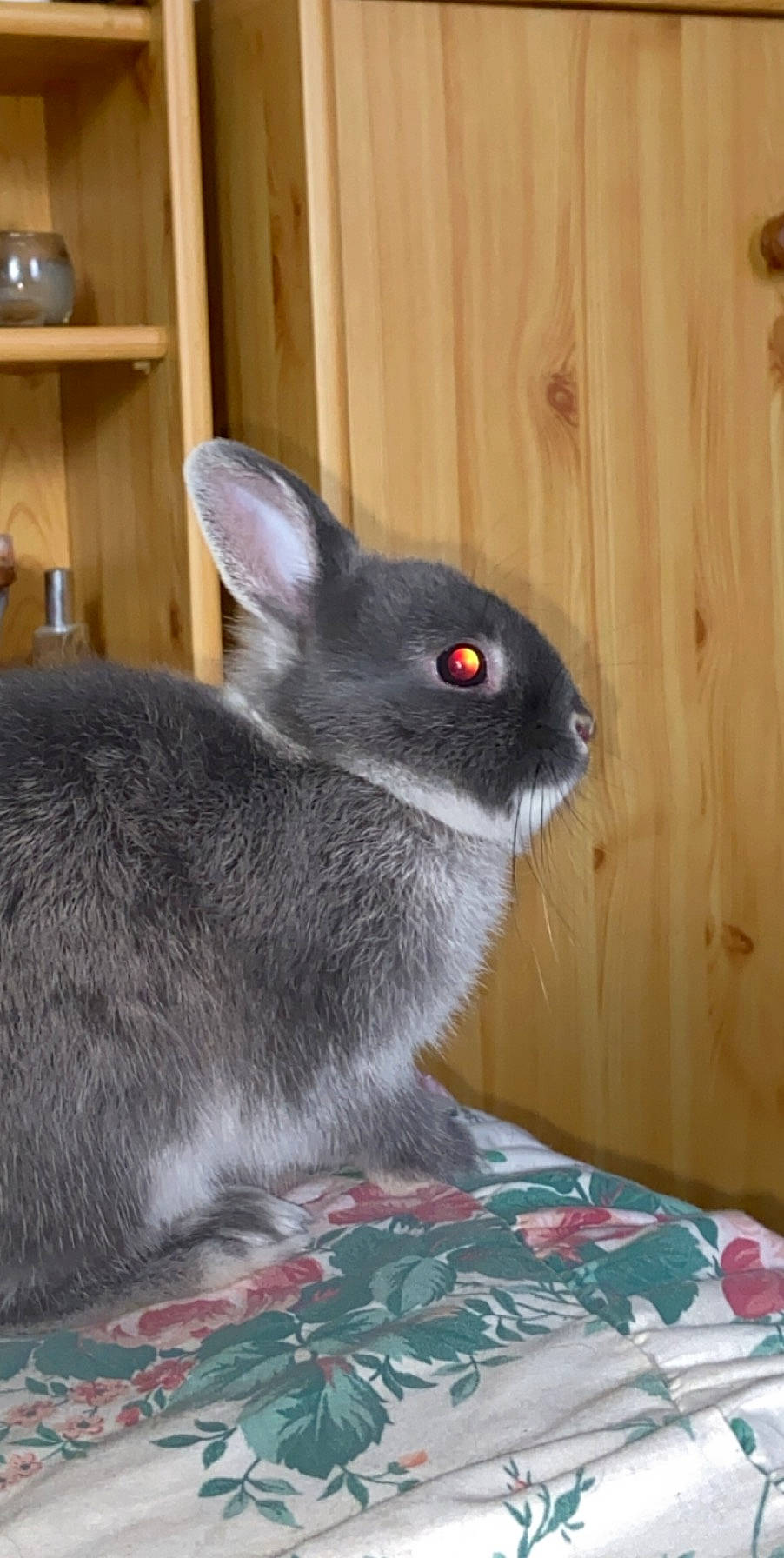 Stitch a rejoint le concours — aidez-le/la à gagner de superbes lots ! domestic_rabbit, ear, fawn, hare, mammal, rabbit, rabbits_and_hares, snout, vertebrate, whiskers, wildlife, wood_rabbit