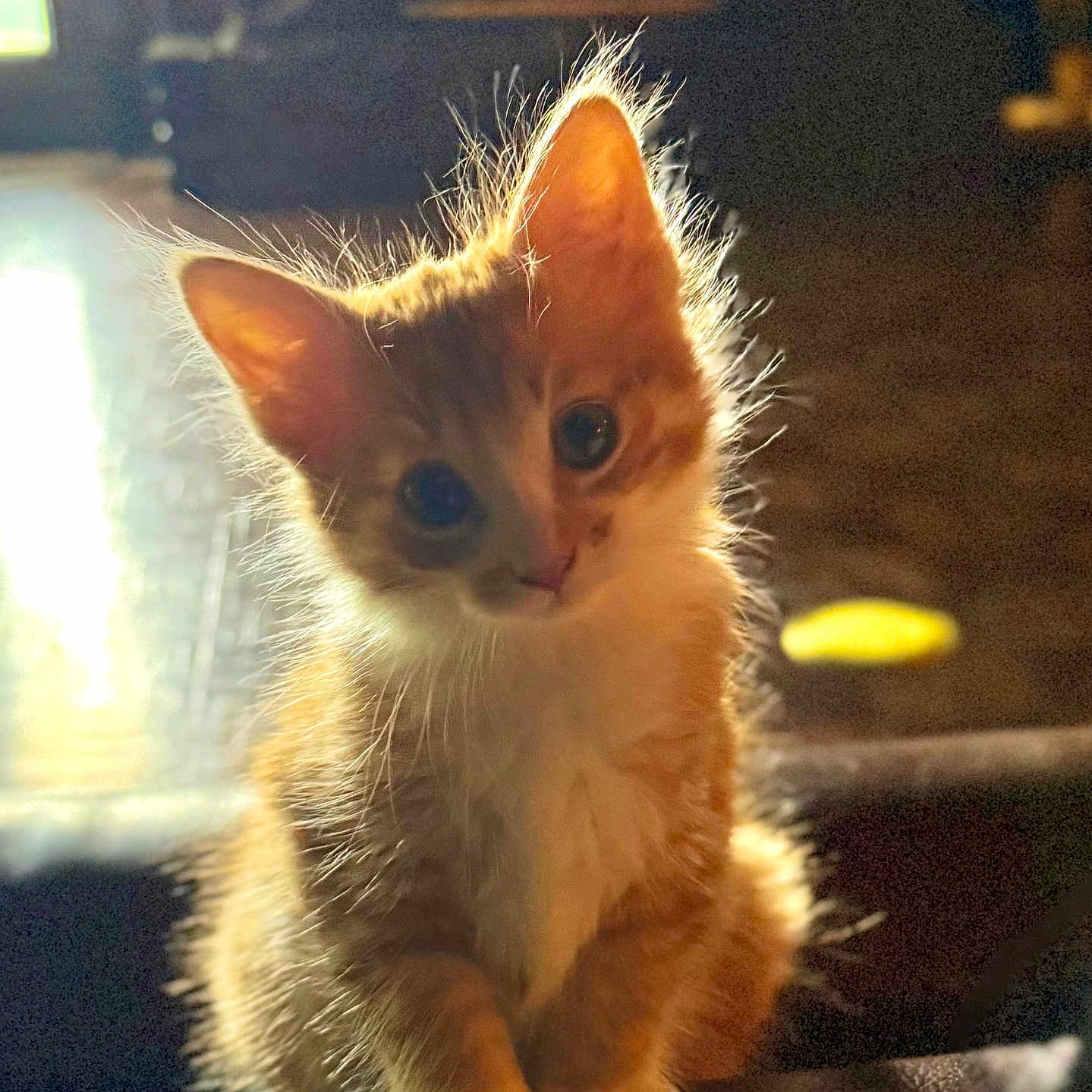Winnie is registered to the contest to win money with this photo: kitten, cat, orange_fur, fluffy, cute, animal, pet, portrait, close_up, sitting, ears, whiskers, eyes, indoor, chair, backlit, warm_lighting, soft_focus, cozy, adorable