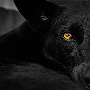 Looli participe au concours pour gagner de l'argent avec cette photo : dog, black_dog, close_up, animal, pet, eye, fur, portrait, indoor, face, black, moody, reflection, focus, detail, canine, soft_light, resting, expression, watchful