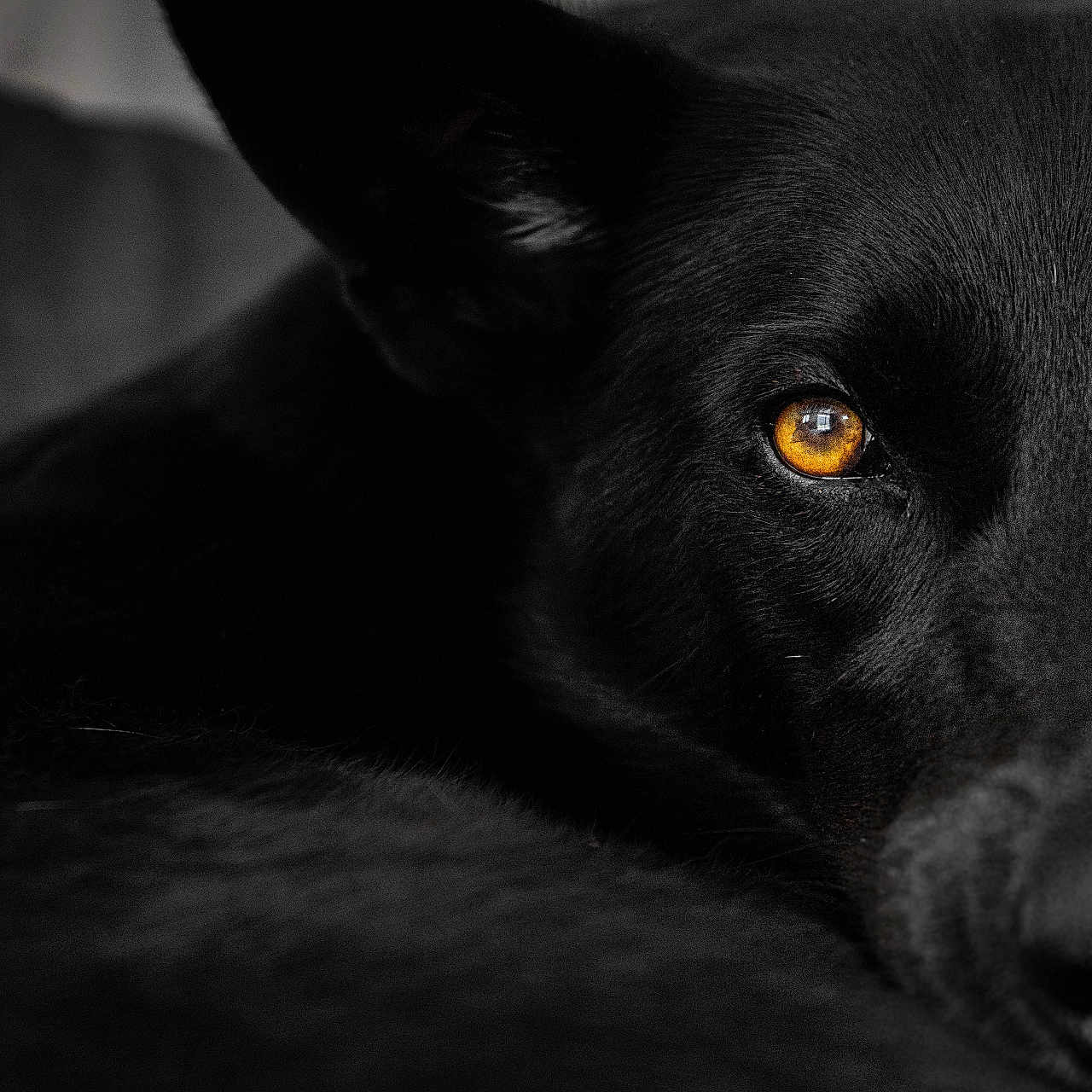 Looli participe au concours pour gagner de l'argent avec cette photo : animal, black, black_dog, canine, close_up, detail, dog, expression, eye, face, focus, fur, indoor, moody, pet, portrait, reflection, resting, soft_light, watchful