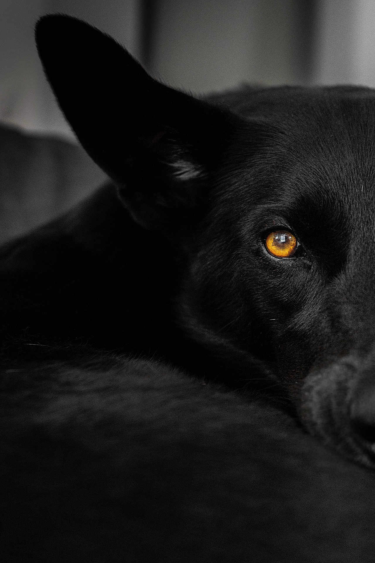 Looli participe au concours pour gagner de l'argent avec cette photo : dog, black_dog, close_up, animal, pet, eye, fur, portrait, indoor, face, black, moody, reflection, focus, detail, canine, soft_light, resting, expression, watchful