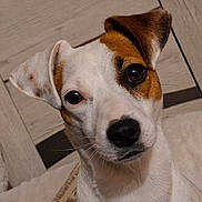 Alma participe au concours pour gagner de l'argent avec cette photo : alert, animal, black_nose, brown_eye, brown_patches, close_up, curious, dog, face, floppy_ear, indoor, looking_at_camera, pet, pointed_ear, portrait, puppy, short_hair, snout, tiled_floor, white_fur