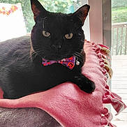 Hugo joined the competition — help win amazing prizes! animal, black_cat, blanket, bow_tie, cat, close_up, cozy, daylight, feline, fur, halloween_theme, indoor, pet, pink_blanket, portrait, purple_bow_tie, relaxed, resting, tassels, window