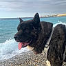 beach, black_dog, cloudy_sky, coastal_landscape, coastline, dog, ears_up, fluffy, harness, ocean, outdoors, pebbles, seaside, shoreline, summer, tongue_out, travel, turquoise_water, water, waves