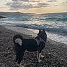 beach, black_and_white, clouds, coastline, dog, fluffy, harness, landscape, leash, nature, ocean, outdoors, pebbles, portrait, seashore, sky, sunset, travel, water, waves