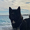 Whilloh a rejoint le concours — aidez-le/la à gagner de superbes lots ! dog, black_and_white, beach, seaside, ocean, water, waves, pebbles, shoreline, sky, clouds, outdoors, animal, pet, sitting, harness, fluffy, pointed_ears, portrait, coastline