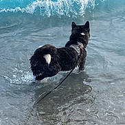 Whilloh participe au concours pour gagner de l'argent avec cette photo : dog, black_dog, water, ocean, sea, waves, surf, beach, shoreline, swimming, harness, leash, curled_tail, white_tail_tip, outdoors, nature, wet, water_splash, animal, coastal_scene