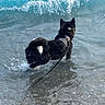 dog, black_dog, water, ocean, sea, waves, surf, beach, shoreline, swimming, harness, leash, curled_tail, white_tail_tip, outdoors, nature, wet, water_splash, animal, coastal_scene