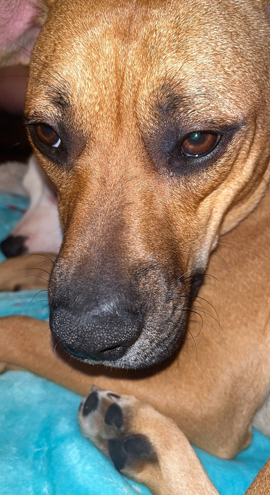 Rosco joined the competition — help win amazing prizes! canidae, carnivore, close_up, companion_dog, dog, dog_breed, ear, fawn, fur, guard_dog, paw, photography, snout, sporting_group, water, whiskers, working_dog