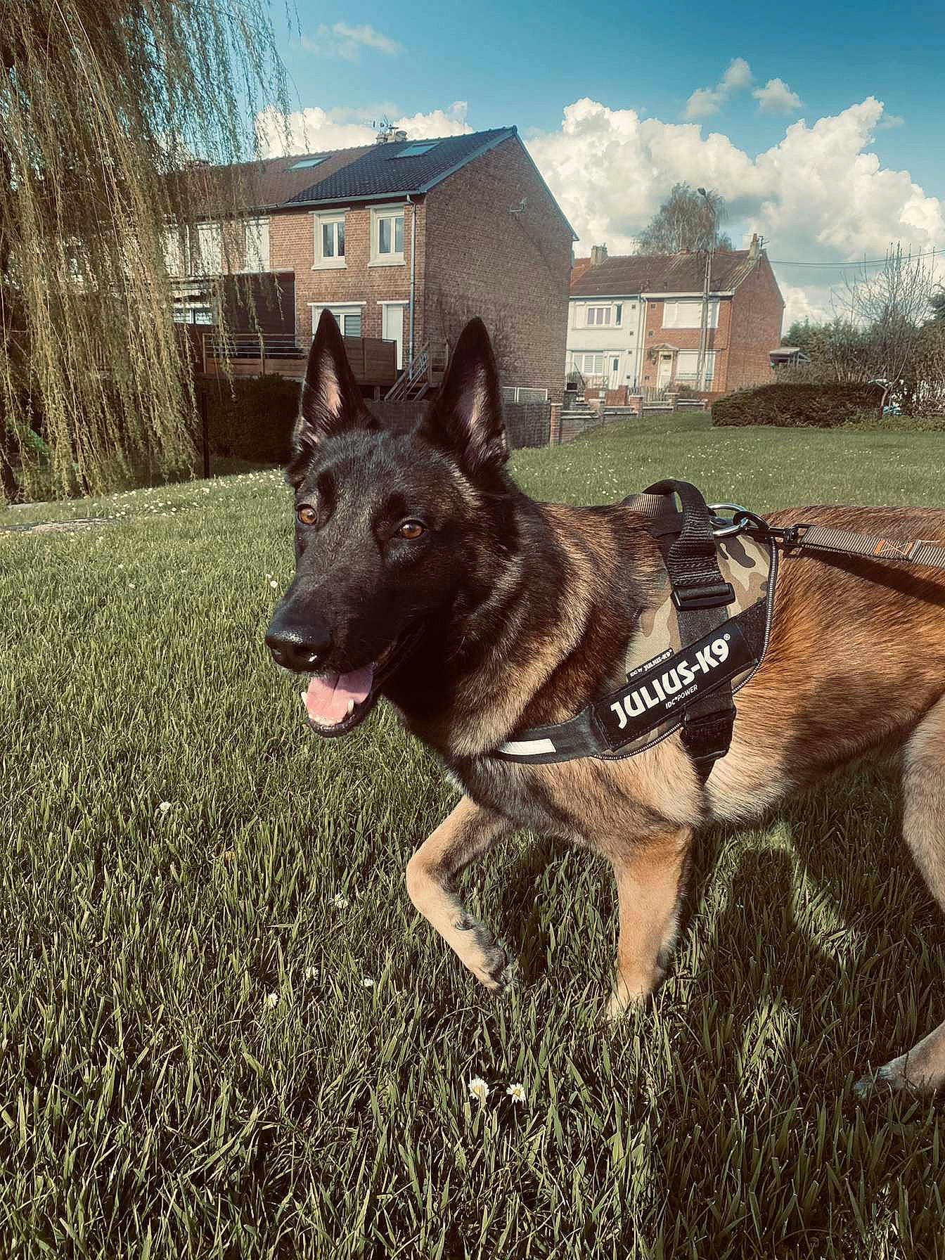 Palco a rejoint le concours — aidez-le/la à gagner de superbes lots ! building, carnivore, cloud, collar, companion_dog, dog, dog_breed, east_european_shepherd, fawn, german_shepherd_dog, grass, herding_dog, house, pack_animal, plant, sky, snout, tree, window, working_animal