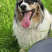 Ollie joined the competition — help win amazing prizes! animal, canine, cheerful, closeup, dog, fluffy, fur, grass, green, happy, muddy, nature, outdoor, pet, playful, summer, tongue, tongue_lolling, tongue_out, wet_fur