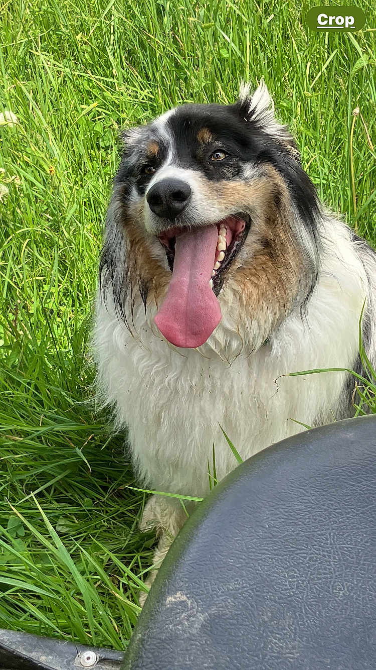 Ollie joined the competition — help win amazing prizes! animal, canine, cheerful, closeup, dog, fluffy, fur, grass, green, happy, muddy, nature, outdoor, pet, playful, summer, tongue, tongue_lolling, tongue_out, wet_fur