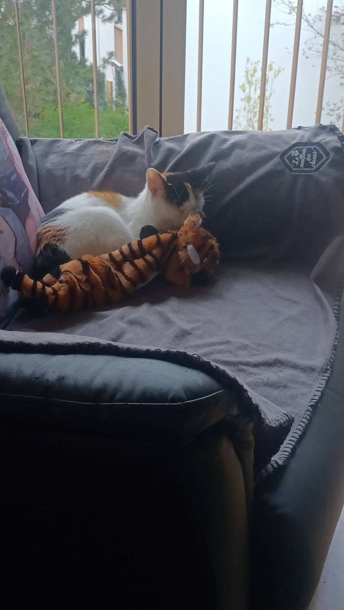 Tam participe au concours pour gagner de l'argent avec cette photo : carnivore, cat, comfort, companion_dog, couch, felidae, fur, furniture, grey, human_leg, linens, plant, room, small_to_medium_sized_cats, studio_couch, textile, tints_and_shades, tree, whiskers, wood