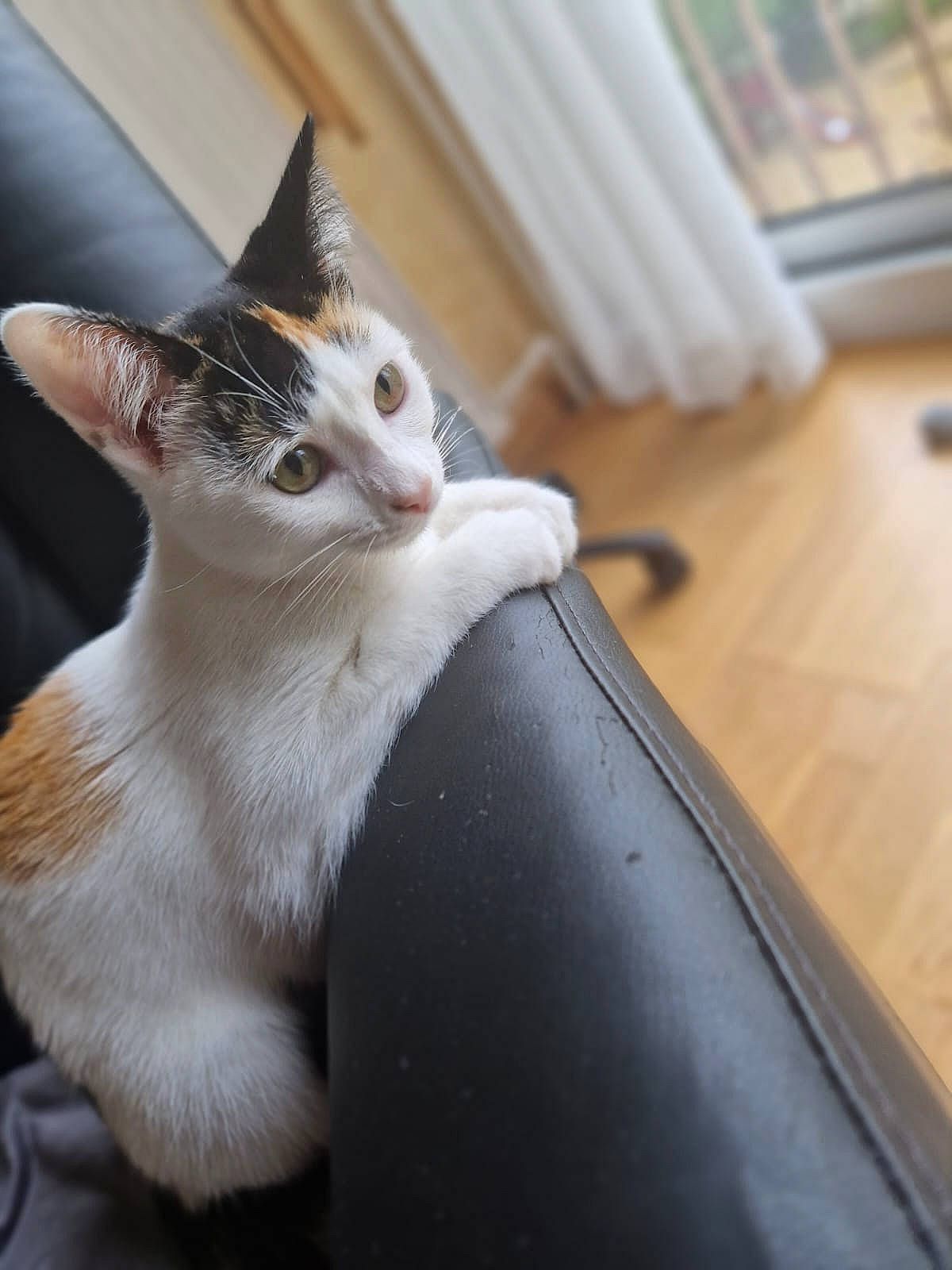 Tam participe au concours pour gagner de l'argent avec cette photo : box, carnivore, cat, comfort, couch, domestic_short_haired_cat, felidae, flooring, fur, hardwood, paw, sitting, small_to_medium_sized_cats, snout, tail, whiskers, window, wood