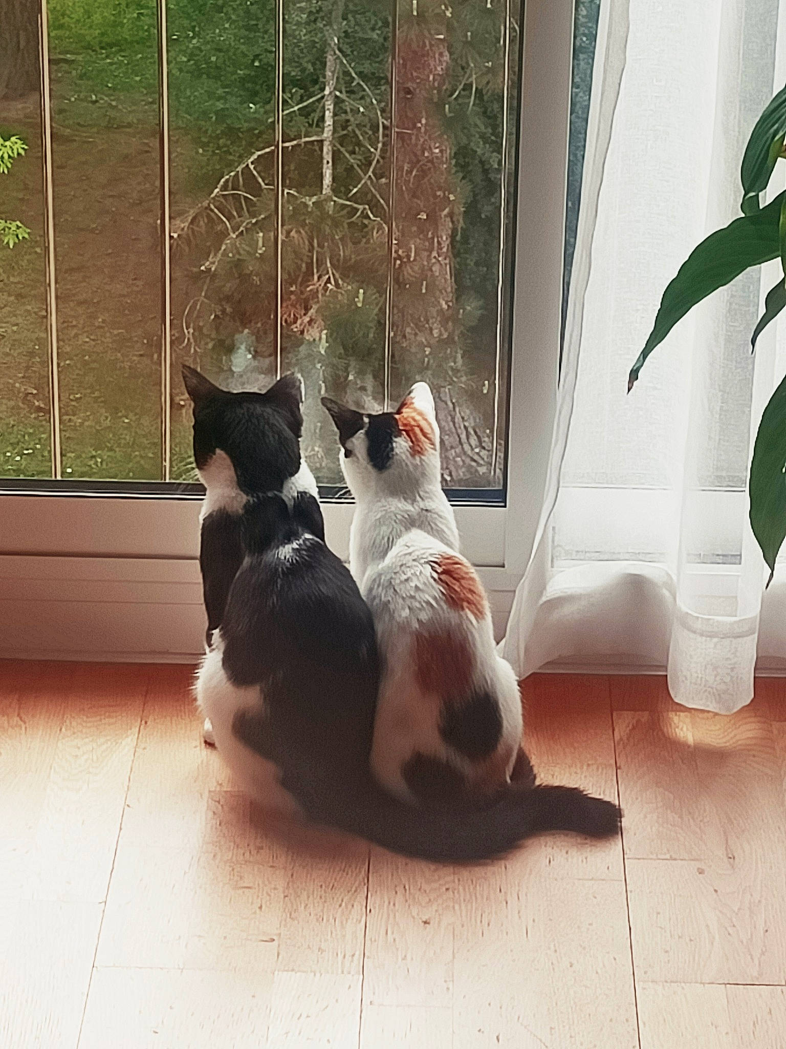 Tam participe au concours pour gagner de l'argent avec cette photo : carnivore, cat, comfort, companion_dog, dog_breed, fawn, felidae, fixture, floor, flooring, hardwood, pet_supply, plant, small_to_medium_sized_cats, snout, tail, tints_and_shades, whiskers, window, wood