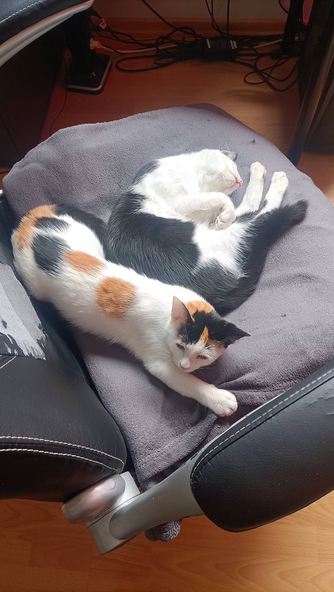 Tam participe au concours pour gagner de l'argent avec cette photo : blanket, canidae, carnivore, cat, cat_supply, claw, comfort, companion_dog, domestic_short_haired_cat, fawn, felidae, fur, linens, nap, paw, room, sleep, small_to_medium_sized_cats, tail, whiskers