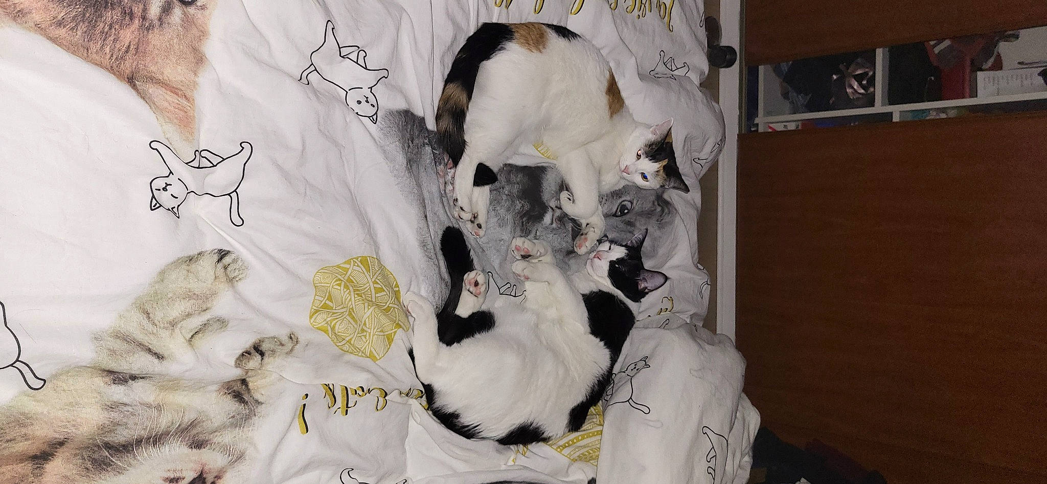 Tiago participe au concours pour gagner de l'argent avec cette photo : bedding, canidae, carnivore, cat, comfort, companion_dog, dog_breed, fawn, felidae, formal_wear, fur, linens, pattern, room, sleeve, small_to_medium_sized_cats, sporting_group, tail, whiskers, white