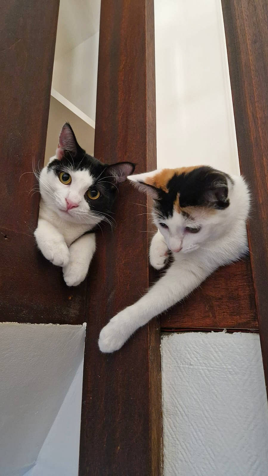 Tiago a rejoint le concours — aidez-le/la à gagner de superbes lots ! carnivore, cat, comfort, domestic_short_haired_cat, door, felidae, flooring, fur, grey, hardwood, mammal, paw, sitting, small_to_medium_sized_cats, tail, vertebrate, whiskers, window, wood, wood_flooring