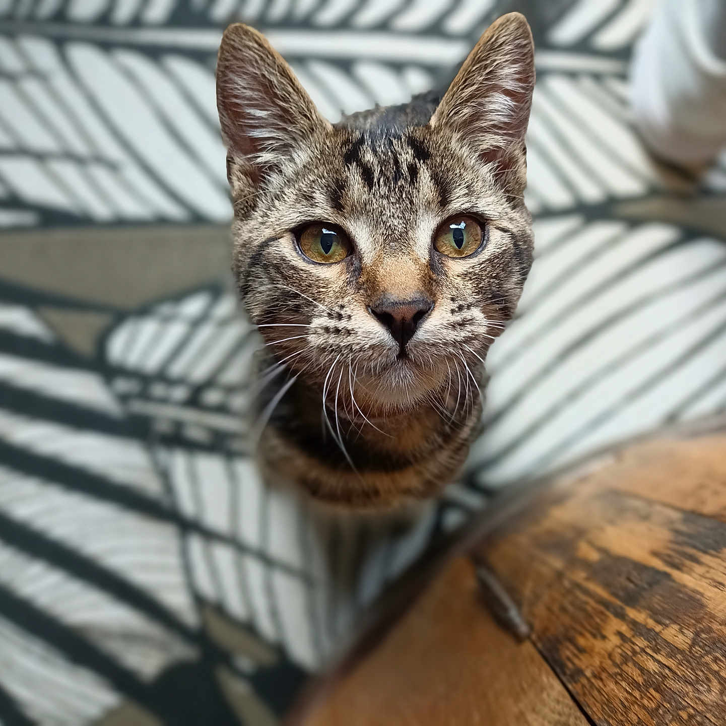 Simba participe au concours pour gagner de l'argent avec cette photo : abyssinian, animal, cat, hardwood, kitten, manx, pet, wood