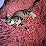 Boots joined the competition — help win amazing prizes! cat, kitten, tabby, white_paws, fluffy_rug, pink_rug, indoor, pet, animal, fur, whiskers, curious, relaxed, cute, laying_down, young_cat, domestic_cat, soft_texture, cozy, floor