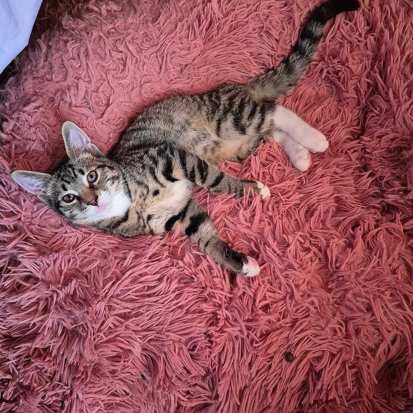 Boots joined the competition — help win amazing prizes! animal, cat, cozy, curious, cute, domestic_cat, floor, fluffy_rug, fur, indoor, kitten, laying_down, pet, pink_rug, relaxed, soft_texture, tabby, whiskers, white_paws, young_cat