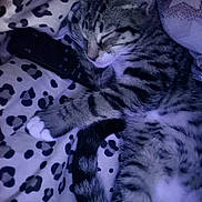 Boots joined the competition — help win amazing prizes! cat, tabby, sleeping, paw, blanket, leopard_print, remote_control, striped, fur, whiskers, pet, cozy, indoor, resting, tail, cute, animal, nap, soft, closeup