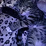 cat, tabby, sleeping, paw, blanket, leopard_print, remote_control, striped, fur, whiskers, pet, cozy, indoor, resting, tail, cute, animal, nap, soft, closeup