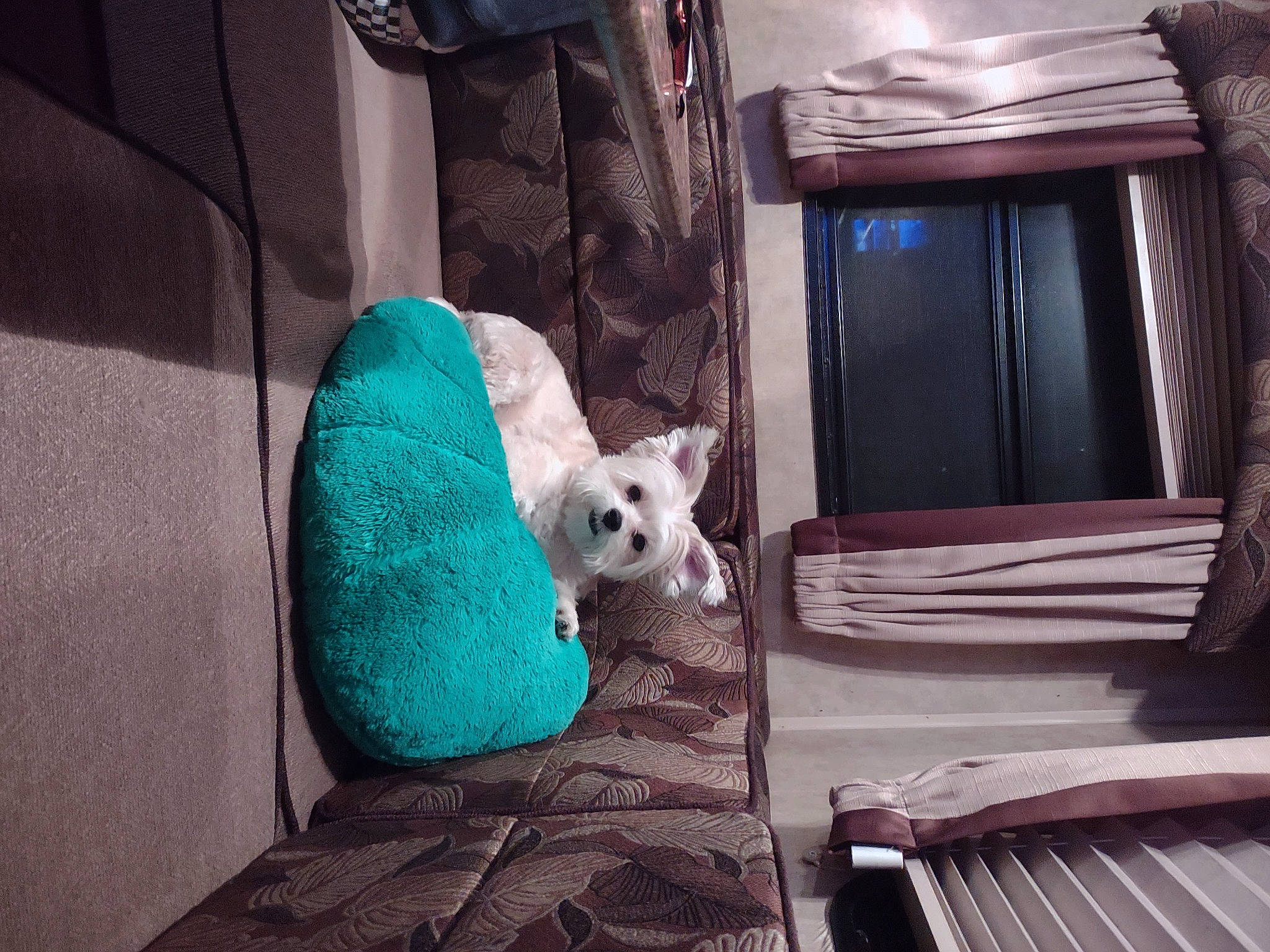 Diva is registered to the contest to win money with this photo: azure, canidae, carnivore, comfort, companion_dog, couch, dog, dog_breed, door, felidae, flooring, house, pillow, room, sporting_group, stuffed_toy, teddy_bear, toy, toy_dog, wood