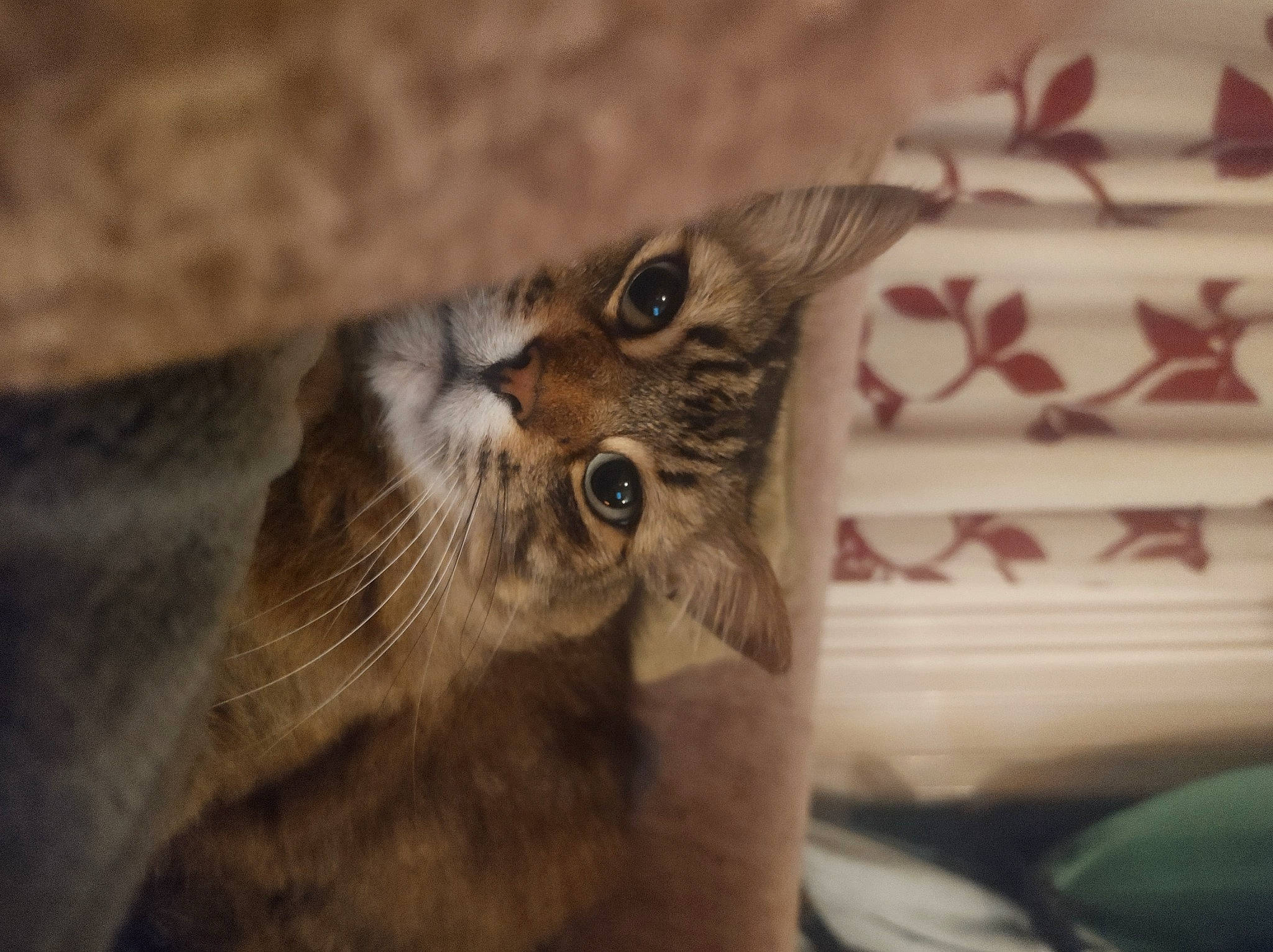 Chabada is registered to the contest to win money with this photo: carnivore, cat, claw, domestic_short_haired_cat, felidae, fur, paw, small_to_medium_sized_cats, snout, terrestrial_animal, whiskers